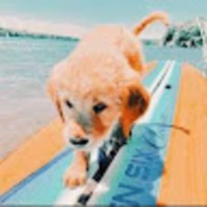 Meet your Posher, Mia